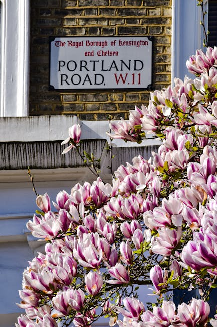 The image shows a close-up view of a flowering magnolia bush with large, pink and white blossoms in the foreground, occupying most of the lower part of the frame. Behind the bush, there is a brick wall with a street sign mounted on it, reading 'The Royal Borough of Kensington and Chelsea, Portland Road, W.11' in black and red lettering on a white background. The brick wall is weathered, with a mix of brown and yellow tones, and a white sidesill can be seen along the bottom edge of the wall beneath the sign. To the right of the sign, part of a window frame painted in dark blue or black is visible, partially obscured by the flowering branches. The scene appears to be illuminated by natural daylight, highlighting the vibrant colors of the blossoms and the textures of the brickwork. This setting suggests an urban residential area where private properties may feature decorative plantings and clear street signage typical for London neighborhoods, aligning with possible services for private rubbish collection or on-site clearance handled by companies such as House Clearance Chelsea.