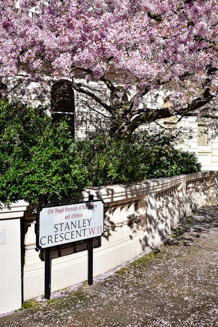 A photograph of a residential street scene features a large flowering tree with pink blossoms covering its branches in the foreground. Beneath the tree, a white decorative boundary wall with ornate detailing runs parallel to the sidewalk, casting shadows on the pavement. The sidewalk is scattered with fallen petals. In front of the wall, there are dense, neatly trimmed green bushes, providing contrast to the bright pink flowers. Attached to the wall is a black and white street sign that reads 'Stanley Crescent W.11,' indicating the location. The street scene is outdoors with natural daylight, emphasizing the vibrant colors and textures of the blossoms, greenery, and stonework. The setting suggests an affluent neighbourhood, with the well-maintained wall and lush landscaping, aligning with the context of private estate management or alternative waste handling through local rubbish removal services, such as those offered by House Clearance Chelsea.